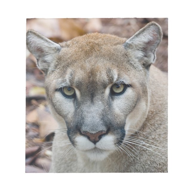 Cougar, Berglöwe, Panther Florida, Puma Notizblock (Vorderseite)