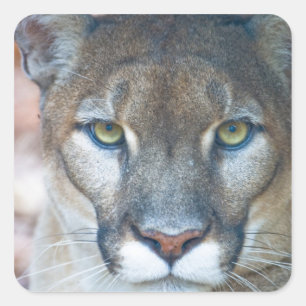Cougar, Berglöwe, Panther Florida, Puma Quadratischer Aufkleber