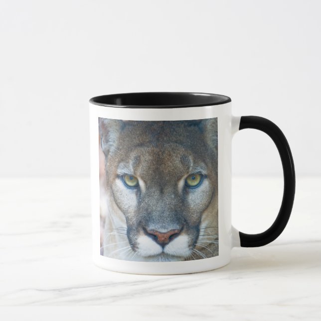 Cougar, Berglöwe, Panther Florida, Puma Tasse (Rechts)