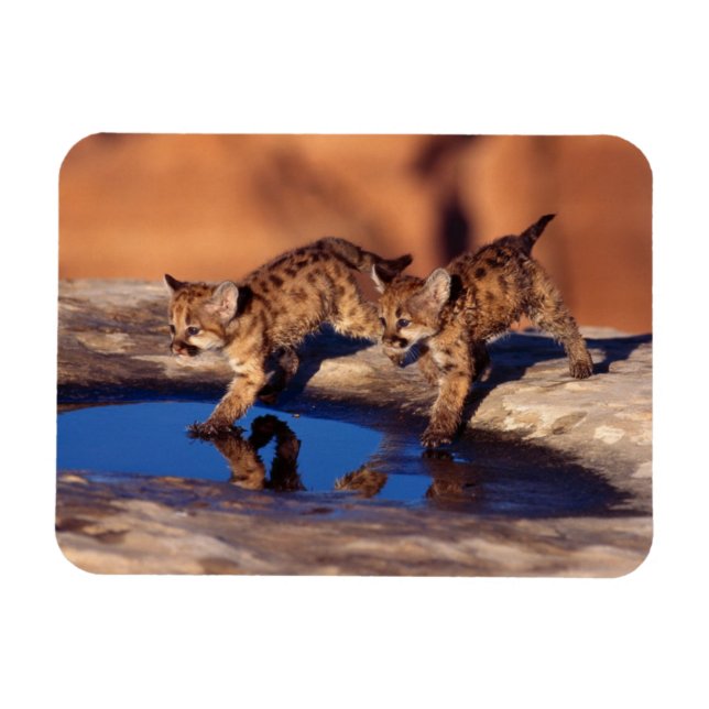 Cougar Cubs Magnet (Horizontal)