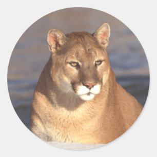 Cougar Face Runder Aufkleber