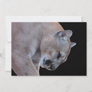 Cougar / Florida Panther / Puma-Flachkarte