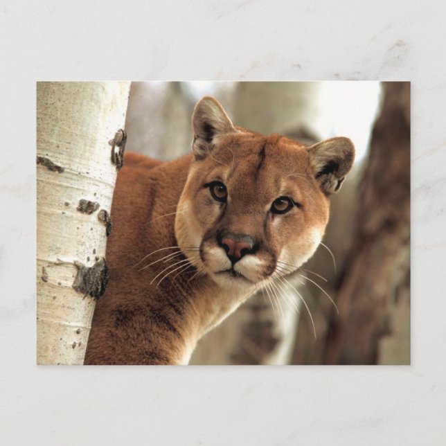 Cougar Fotograf Postkarte (Vorderseite)