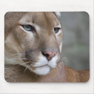 COUGAR Gesicht Augen Makro Katzen wild Mousepad