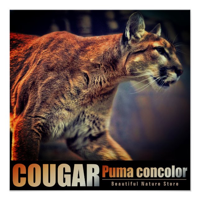 COUGAR：Glossy Poster (Vorderseite)