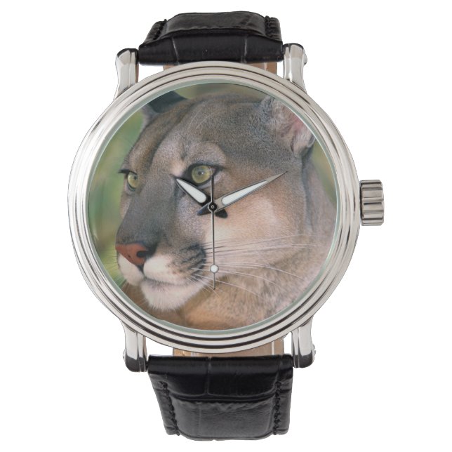 Cougar, Kalifornien Armbanduhr (Vorderseite)