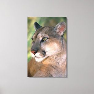 Cougar, Kalifornien Leinwanddruck