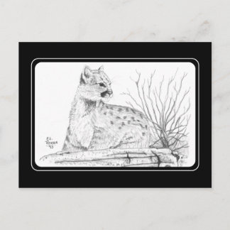 Cougar Kitten Postcard Postkarte