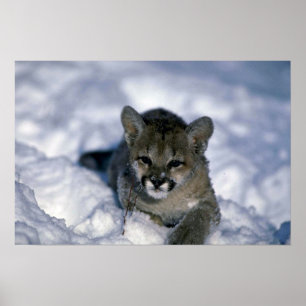 Cougar-kleiner Schnee Poster