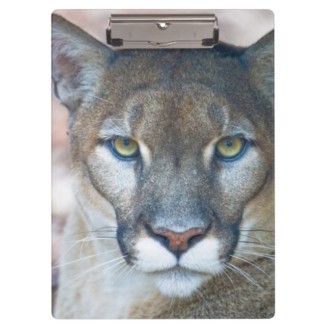Cougar, Löwe, Panther Florida, Puma 2 Klemmbrett (Vorderseite)