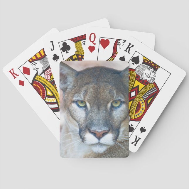 Cougar, Löwe, Panther Florida, Puma 2 Spielkarten (Rückseite)