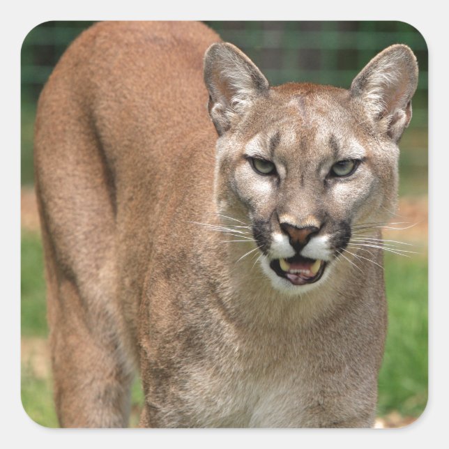 Cougar, Löwe Quadratischer Aufkleber (Vorderseite)