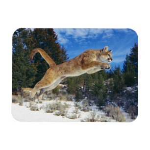 Cougar Magnet
