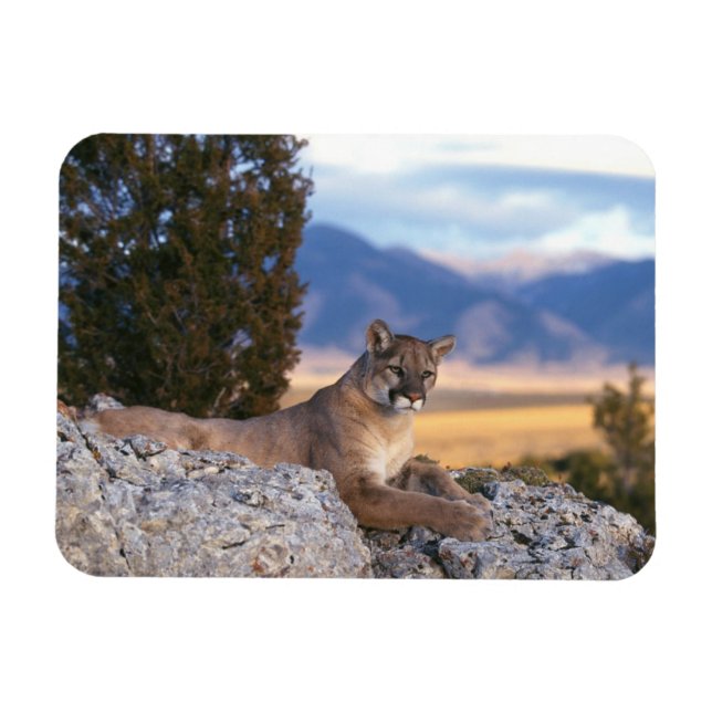 Cougar Magnet (Horizontal)