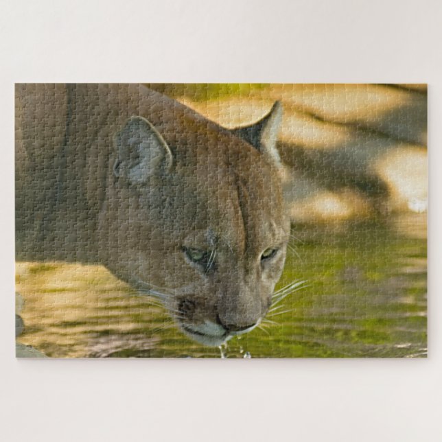 Cougar Mountain Lion. (Horizontal)
