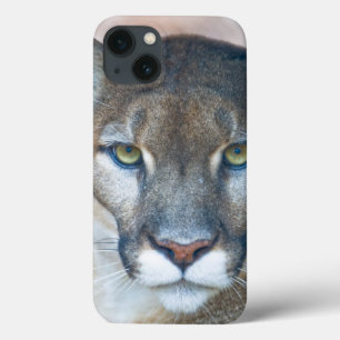 Cougar, mountain lion, Florida panther, Puma 2 title_seo2