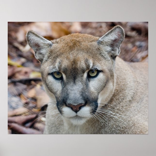 Cougar, mountain lion, Florida panther, Puma Poster (Vorne)