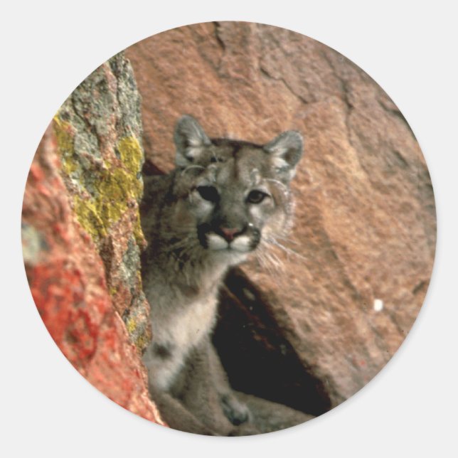 Cougar - Mountain Lion Foto Runder Aufkleber (Vorderseite)