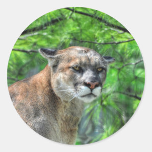 Cougar Mountain Lion & Summer Pines Naturerlebnis Runder Aufkleber