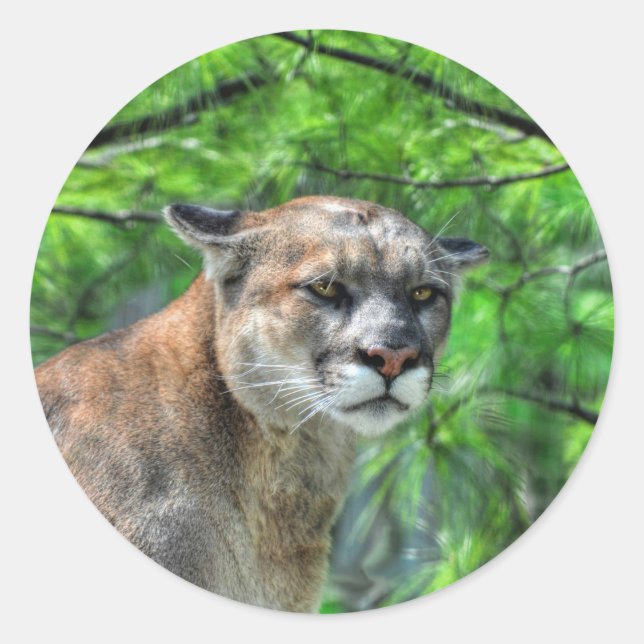 Cougar Mountain Lion & Summer Pines Naturerlebnis Runder Aufkleber (Vorderseite)