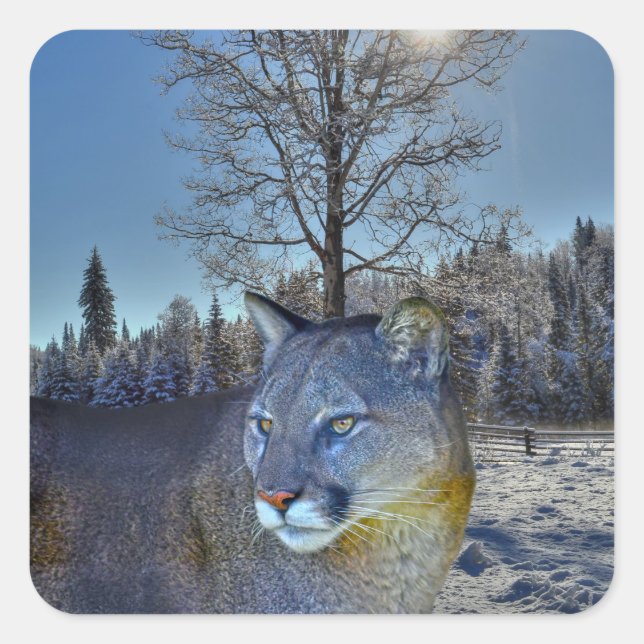 Cougar Mountain Lion & Winter Tree Bilder der Wild Quadratischer Aufkleber (Vorderseite)