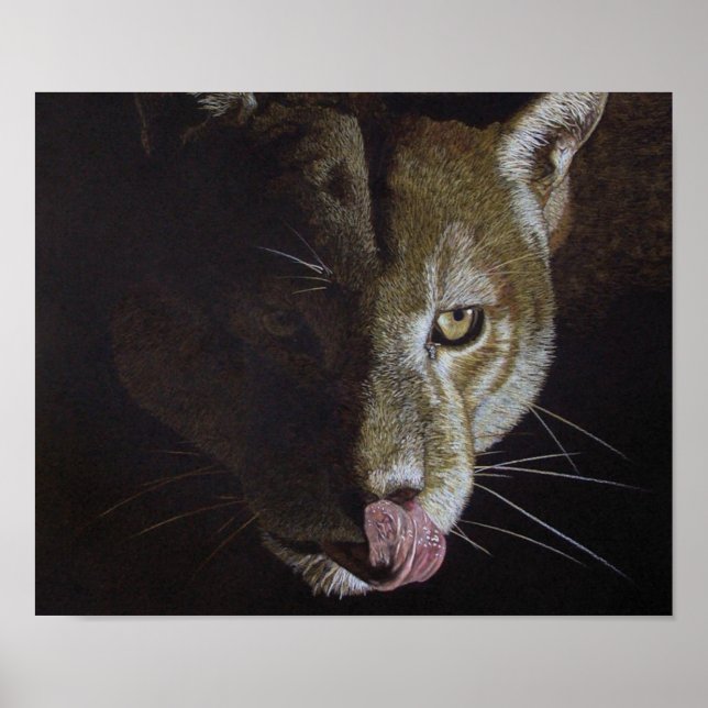 Cougar Night Poster (Vorne)