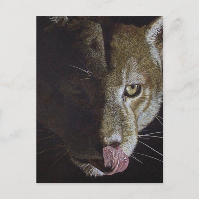 Cougar Night Postkarte (Vorderseite)
