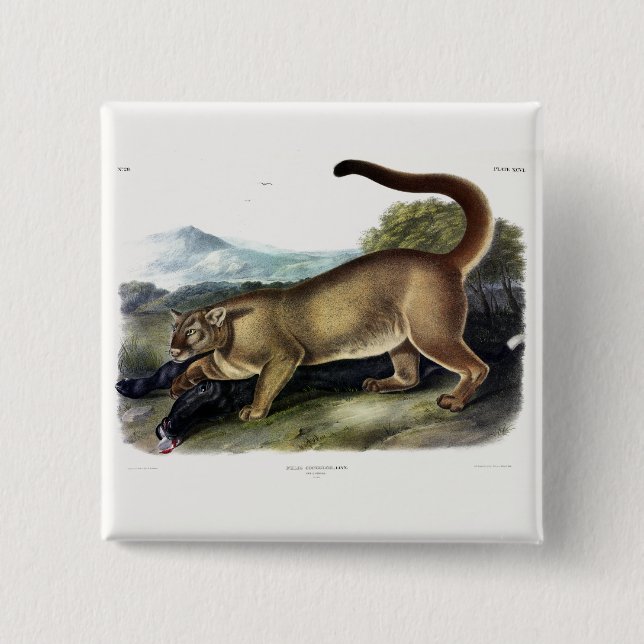 Cougar oder Puma, Panther, Mountain Lion, Catamoun Button (Vorderseite)