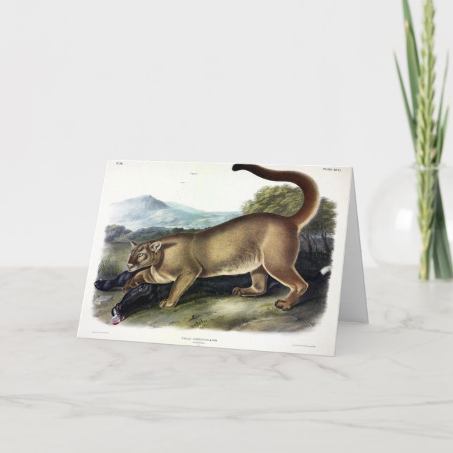 Cougar oder Puma, Panther, Mountain Lion, Catamoun Karte (Vorderseite)