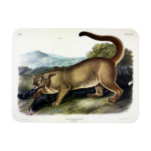 Cougar oder Puma, Panther, Mountain Lion, Catamoun Magnet
