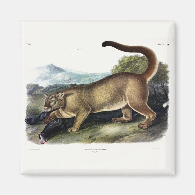 Cougar oder Puma, Panther, Mountain Lion, Catamoun Magnet (Vorne)