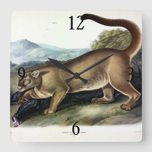 Cougar oder Puma, Panther, Mountain Lion, Catamoun Quadratische Wanduhr (Vorderseite)