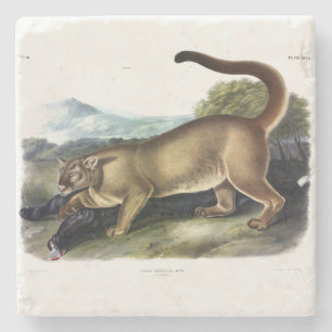 Cougar oder Puma, Panther, Mountain Lion, Catamoun Steinuntersetzer