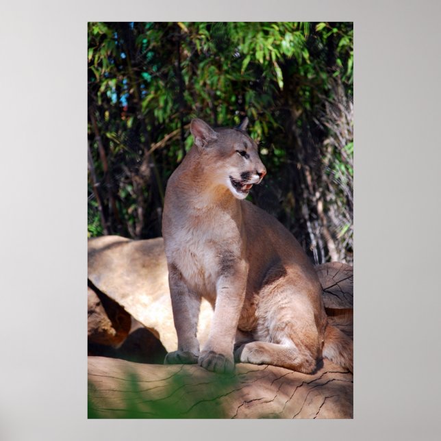 Cougar-Poster Poster (Vorne)