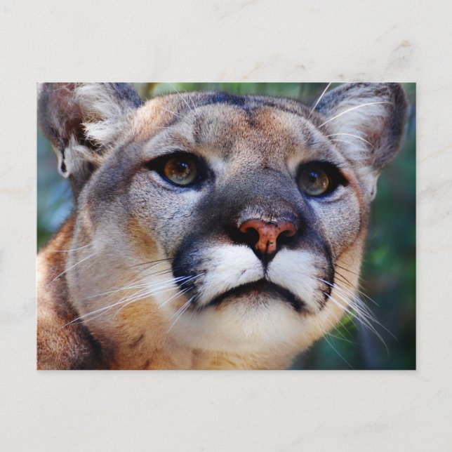 Cougar Postkarte (Vorderseite)