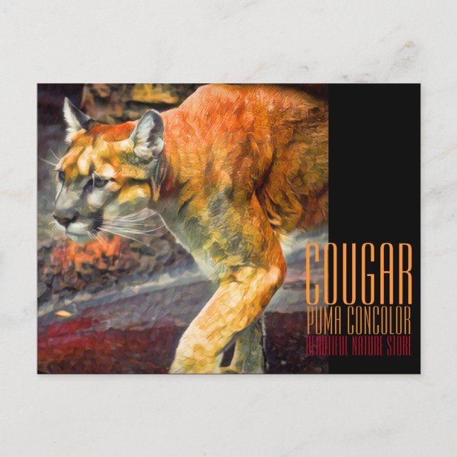 Cougar [Postkarte] Postkarte (Vorderseite)