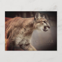 Cougar:Postkarte