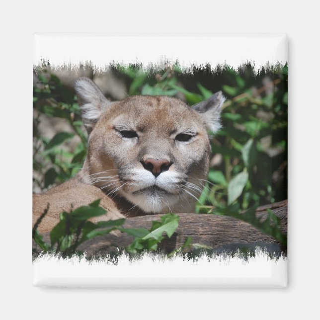 Cougar Predator Square Magnet (Vorne)