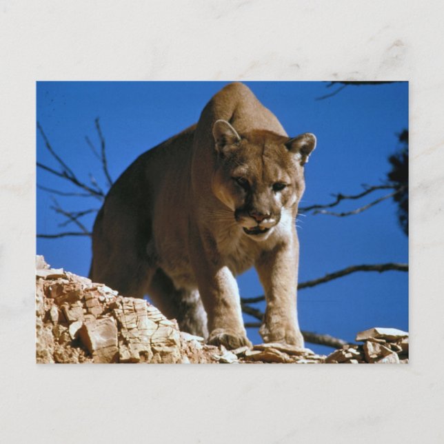 Cougar (Puma Concolor) Fotografie Postkarte (Vorderseite)