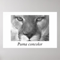 Cougar-Puma-Konzolor