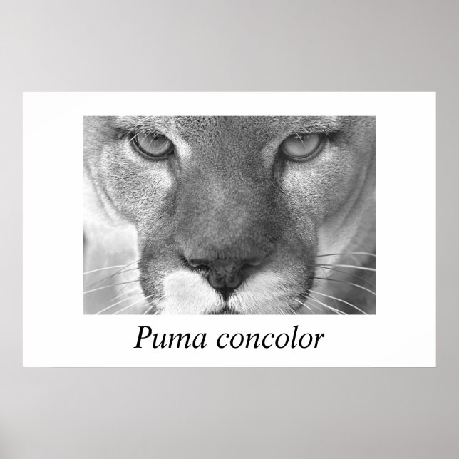 Cougar-Puma-Konzolor Poster (Vorne)
