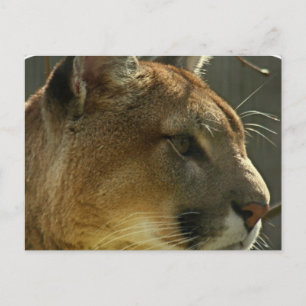 Cougar Puma Postcard Postkarte