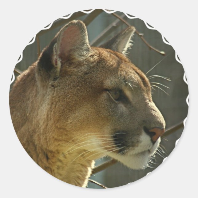 Cougar Puma Stickers (Vorderseite)