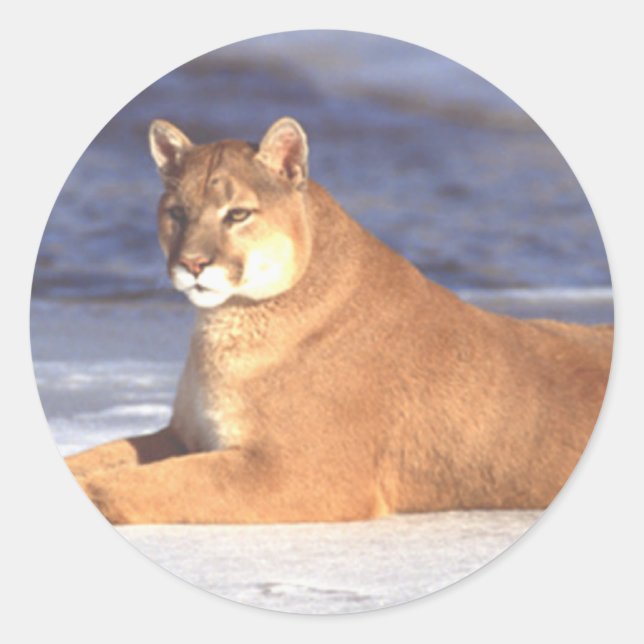 Cougar-Ruhen Runder Aufkleber (Vorderseite)