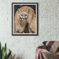 Cougar Schwarz-weiß und Color Foto Mountain Lion