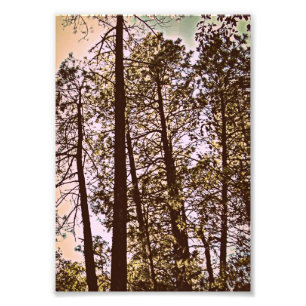 couleur par les arbres photo