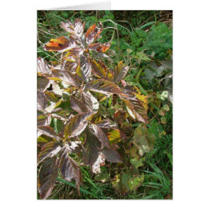 Couleurs d'automne