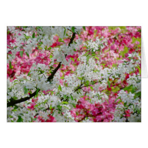 Couleurs de fleurs de printemps