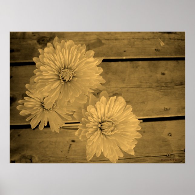 Country Daisies Poster (Vorne)
