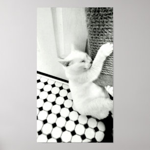 Coup en affiche là noire et blanche de chat